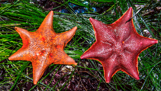  Patiria miniata (Bat Sea Star)